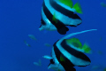   Two bannerfish float peacefully South Pacific blue waters off Fiji Nikon D2X 105mm microNikkor Inon Z240 strobes Aquatica housing micro-Nikkor, microNikkor, micro Nikkor, Z-240 240  